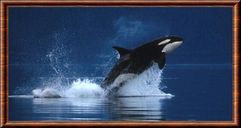 Orque (Orcinus orca)