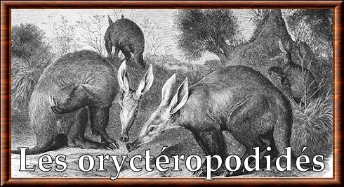 Orycteropodidae