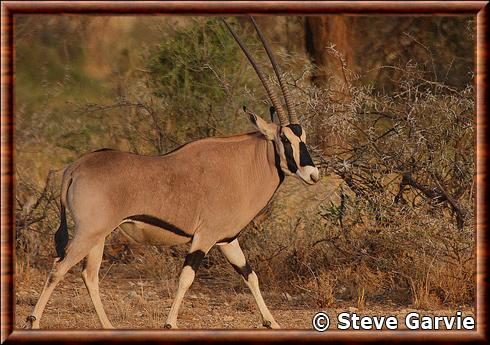 Oryx d'Afrique de l'Est