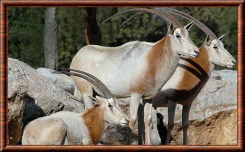 Oryx algazelle parc animalier de la Barben