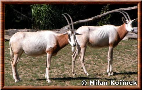 Oryx algazelle zoo Opole Pologne