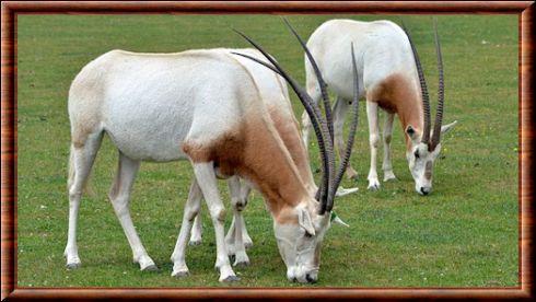 Oryx algazelle (Oryx dammah)