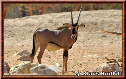 Oryx à oreilles frangées (Oryx beisa callotis)