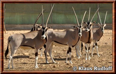 Oryx beisa commun (Oryx beisa beisa)