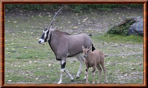 Oryx beisa femelle