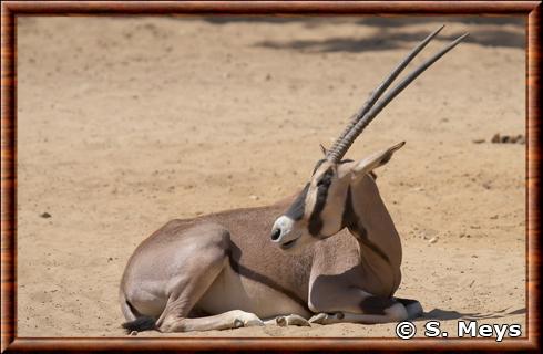 Oryx beisa zoo de la Palmyre
