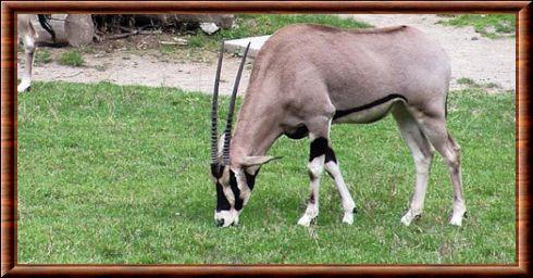 Oryx beisa (Oryx beisa)