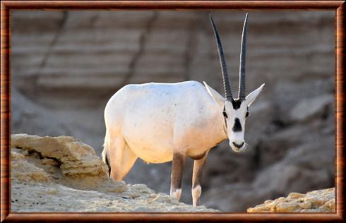 Oryx blanc