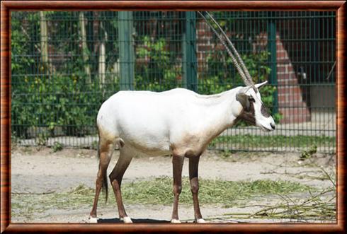 Oryx d'Arabie Berlin zoo