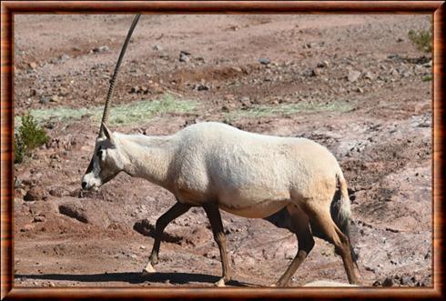 Oryx du desert d'Arabie