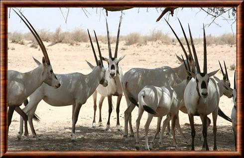 Oryx d'Arabie Israel