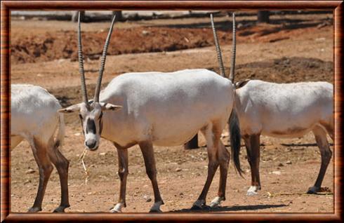 Oryx d'Arabie Tel Aviv zoo