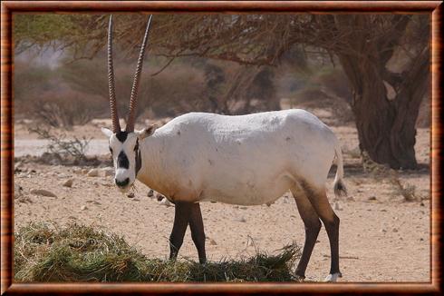 Oryx d'Arabie (Oryx leucoryx)