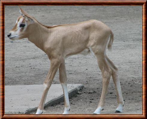 Oryx dammah juvenile