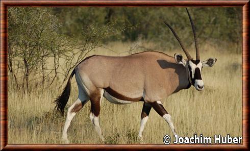 Oryx gazella