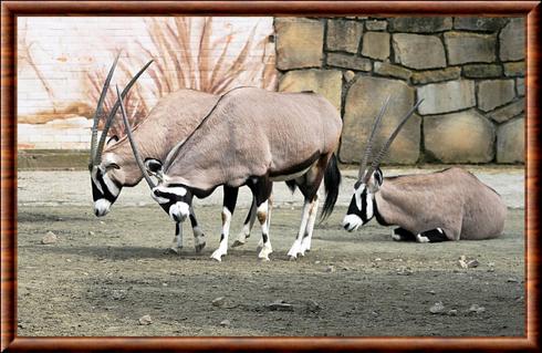Oryx gazelle Dvur zoo