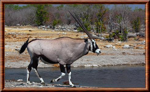 Oryx gazelle Etosha