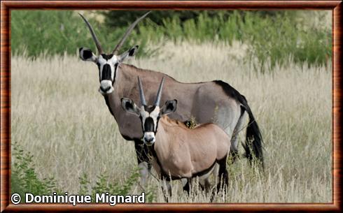 Oryx gazelle Kgalagadi