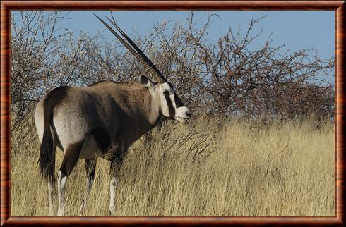 Oryx gazelle (Oryx gazella)