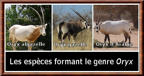 Oryx genre