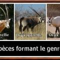 Oryx genre