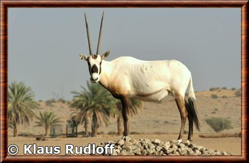 Oryx leucoryx
