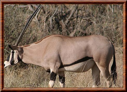 Oryx beïsa (Oryx beisa)