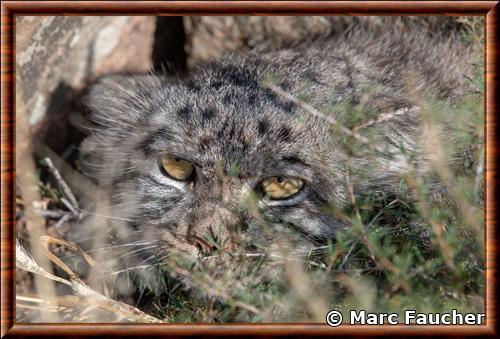 Otocolobus manul manul