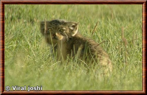 Otocolobus manul nigripectus