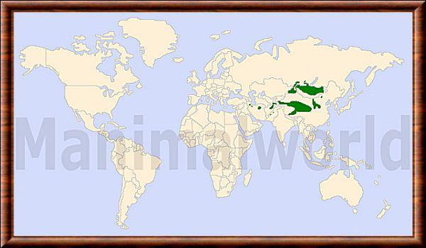 Otocolobus manul repartition