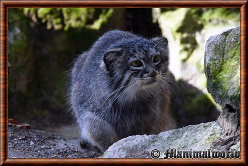 Otocolobus manul