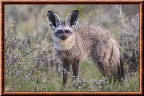 Otocyon (Otocyon megalotis)