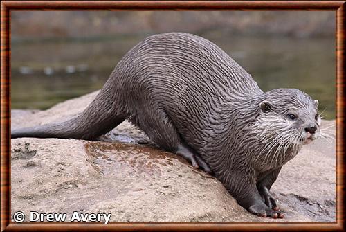 Otter