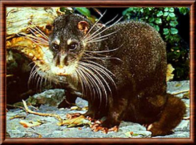 Otter civet