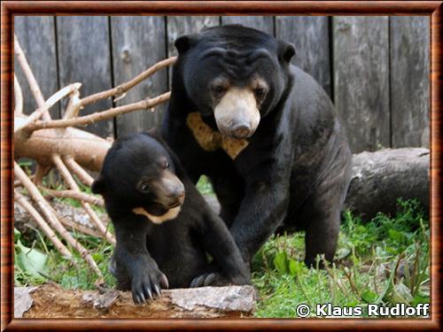 Ours malais femelle et ourson