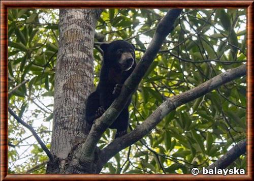 Ours malais juvenile