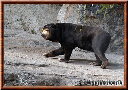 Ours malais (Helarctos malayanus)