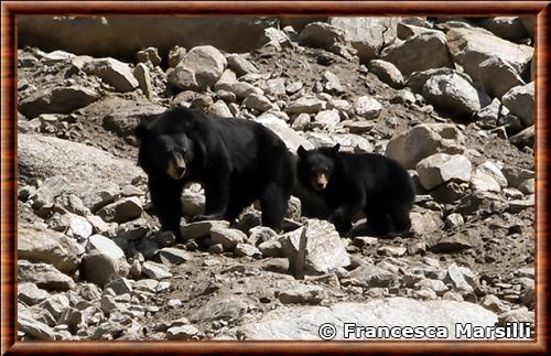 Ours noir de l'Himalaya femelle