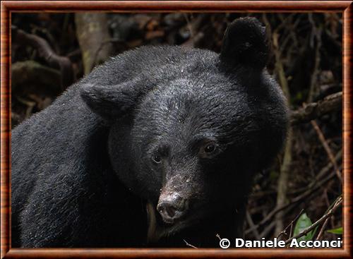 Ours noir du Japon 02