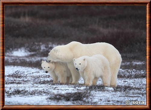 Ours polaire femelle et ourson