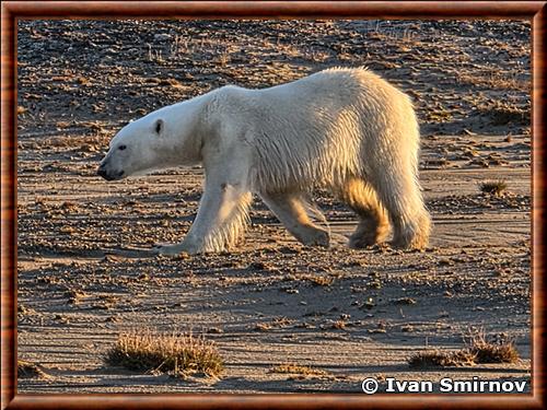 Ours polaire Taymyr Russie