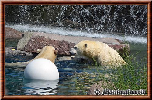 Ours polaire zoo de Mulhouse