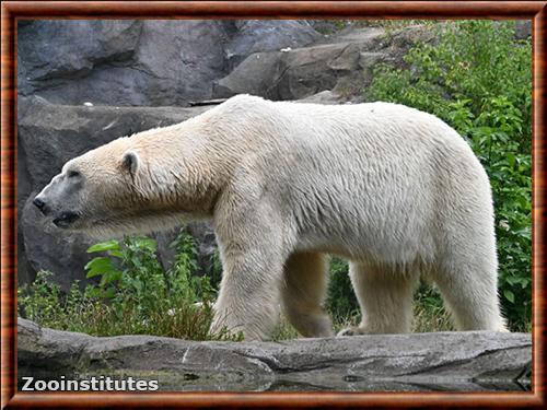 Ours polaire zoo Schoenbrunn