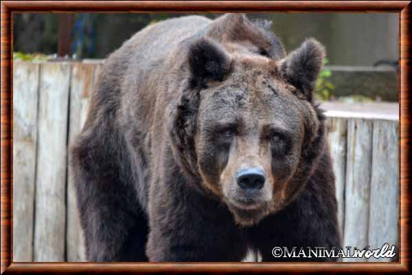 Ours brun : taille, description, biotope, habitat, reproduction