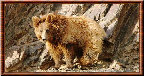 Ours du Gobi (Ursus arctos gobiensis)