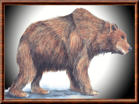 Ours étrusque (Ursus etruscus)