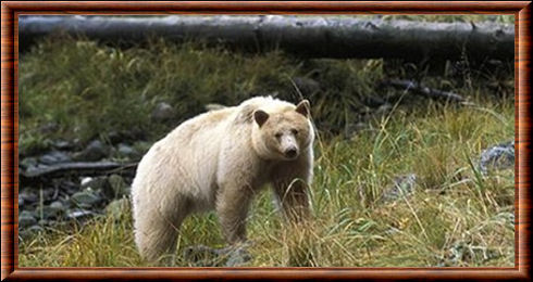 Ours kermode (Ursus americanus kermodei)