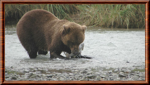 Ours kodiak 05