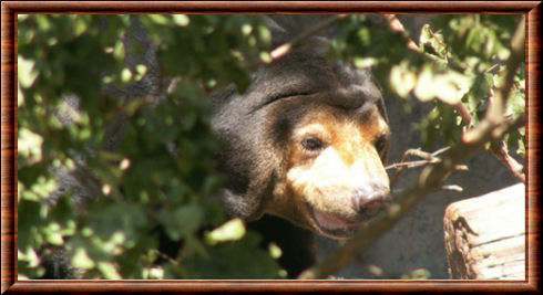 Ours malais (Helarctos malayanus)