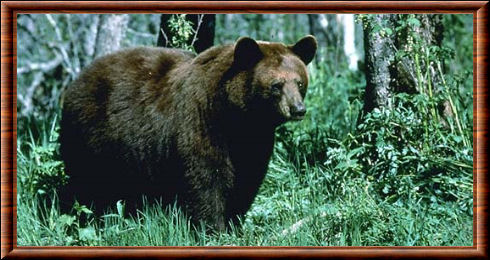 Ours noir américain (Ursus americanus)